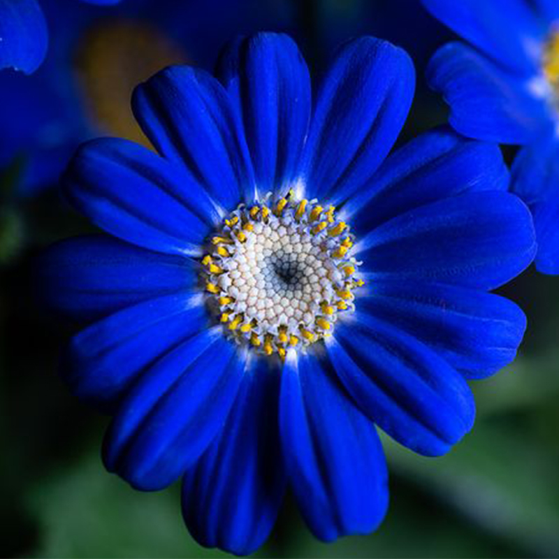 🏵️Cineraria Fresh Seeds,Organic seeds, Non GMO