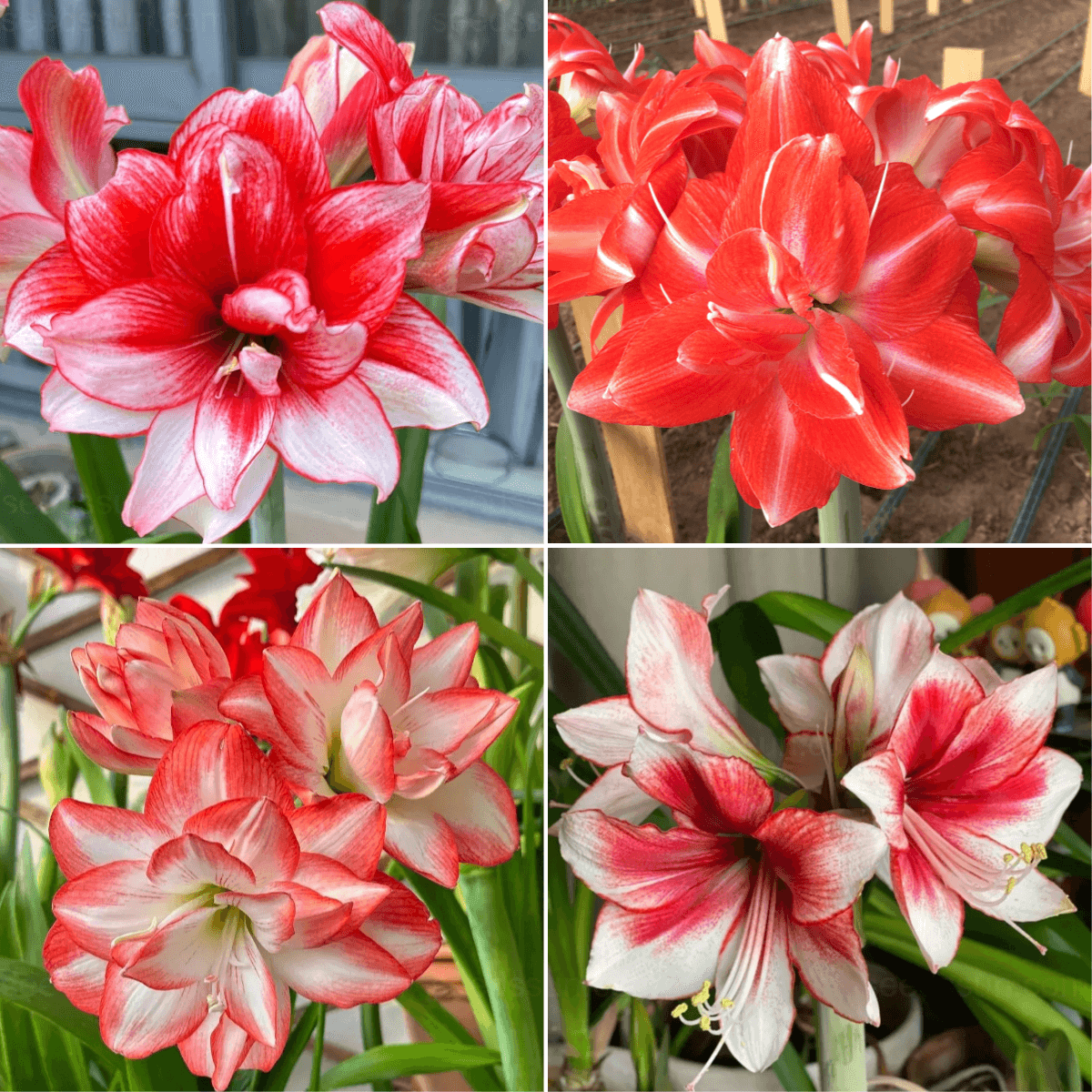 Multi-Colored Amaryllis Bulbs