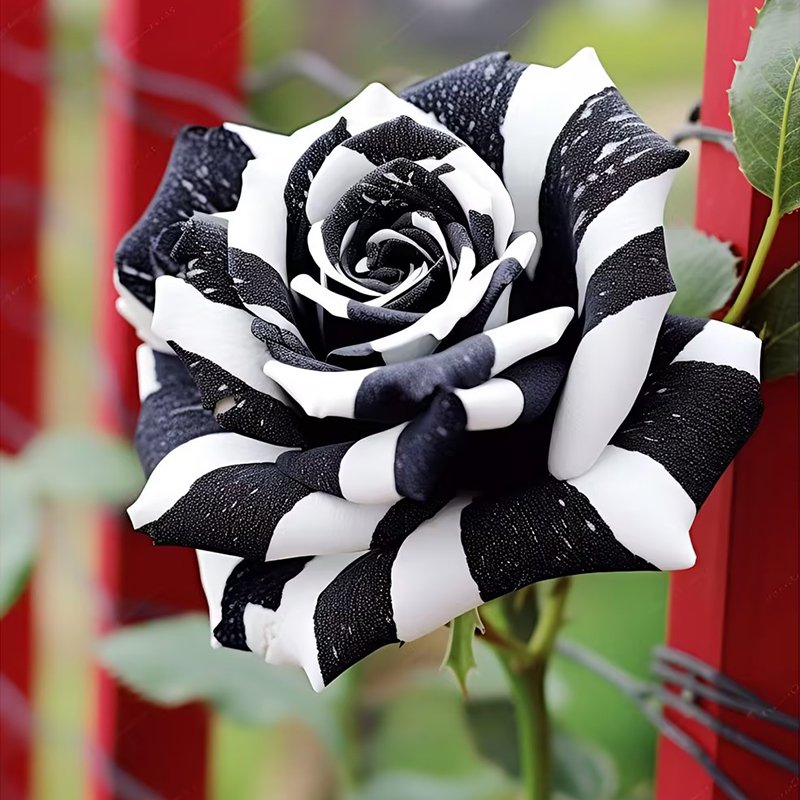 Rare Black & White Rose Flower Seeds