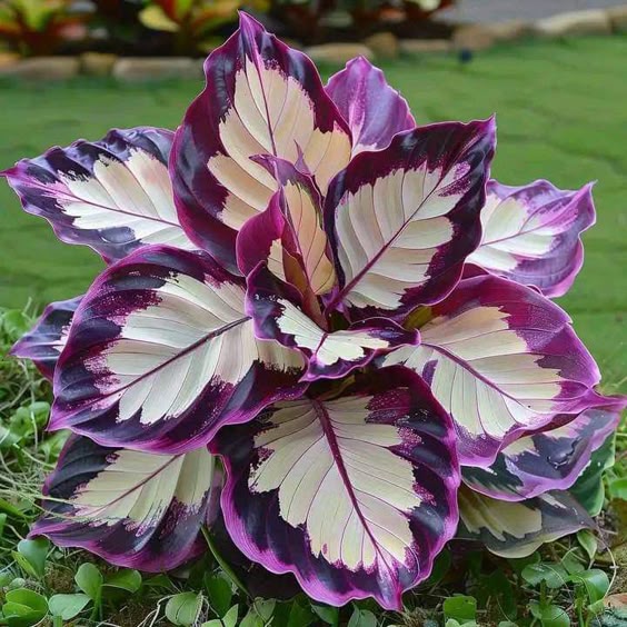 Rainbow Veil Caladium