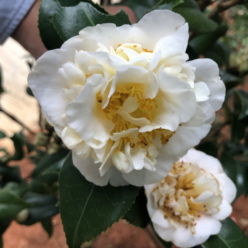 Camellia Japonica Seeds🚴