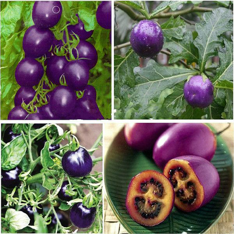 Organic Purple Tomato Seeds, Heirloom, Non-GMO, Solanum Tomatoes