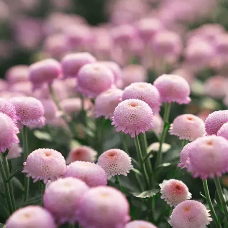  🌸Mini Mum Chrysanthemum Seeds，Mum Flower，Annual Seeds