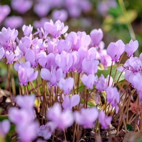 🩷Cyclamen Flower Perennial Flowering Plants Seeds