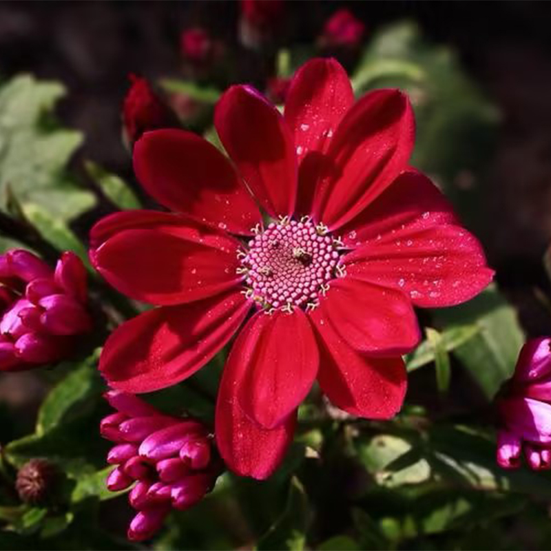🏵️Cineraria Fresh Seeds,Organic seeds, Non GMO