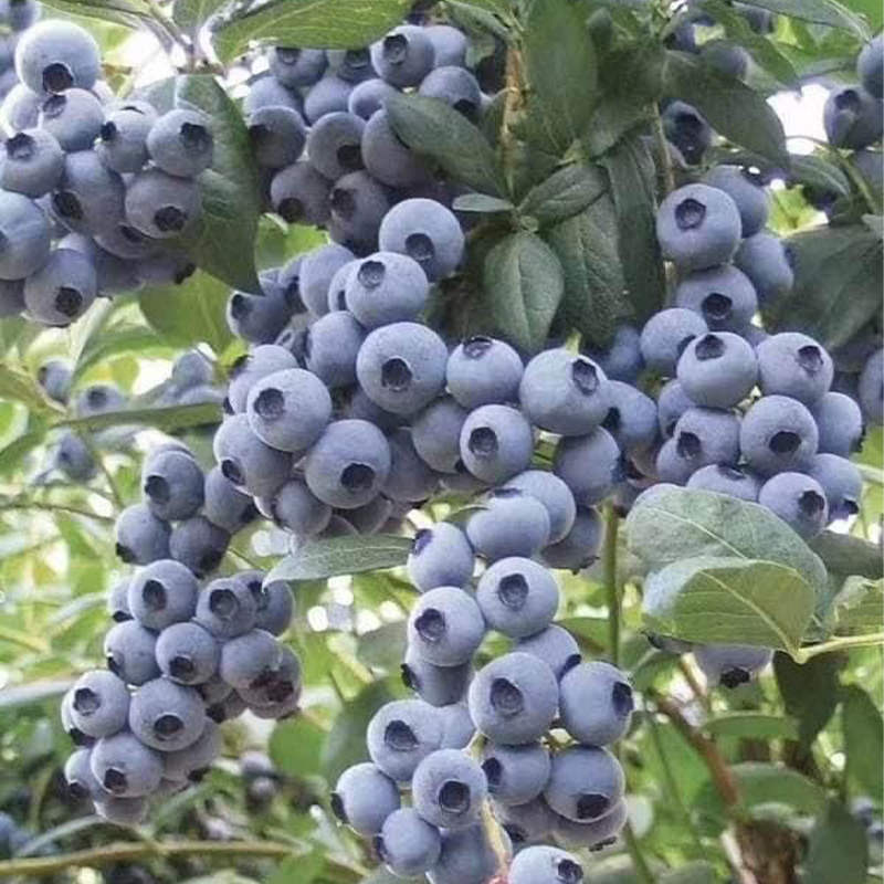 Sweet High Bush Blueberry Tree Seeds