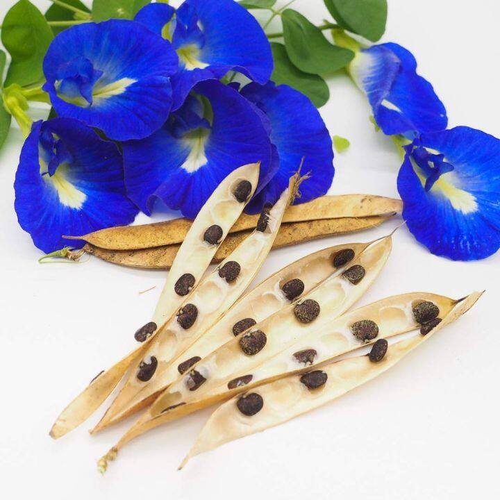 Butterfly Pea Seeds