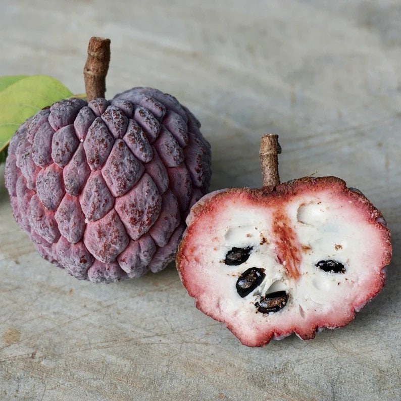 Red Sugar Apple Seeds