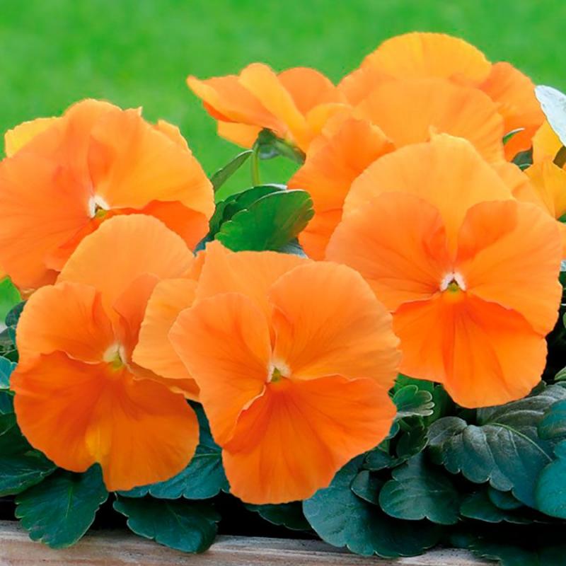 🧡Inspire® DeluXXe Orange Pansy Seeds