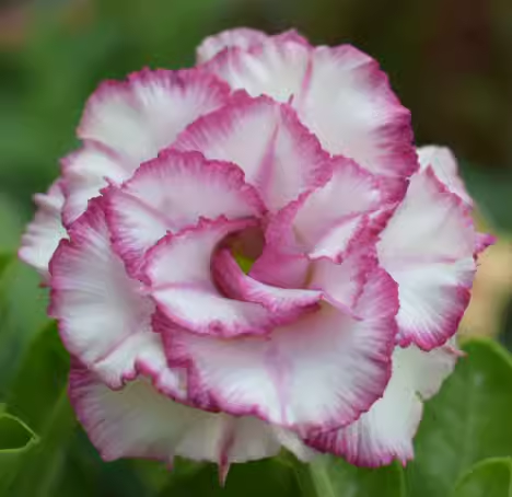 Beautiful Whirlpool - Desert Rose Seeds