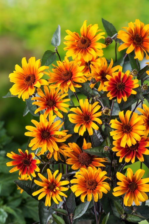 🏵️Burning Hearts False Sunflower