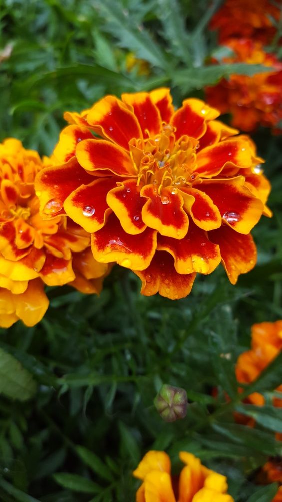 Marigold Seeds-Easily Mixed Colors for All Seasons