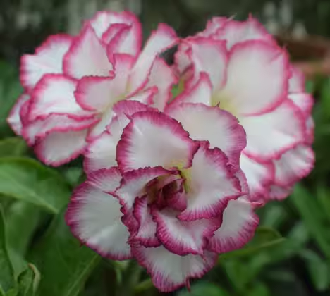 Beautiful Whirlpool - Desert Rose Seeds