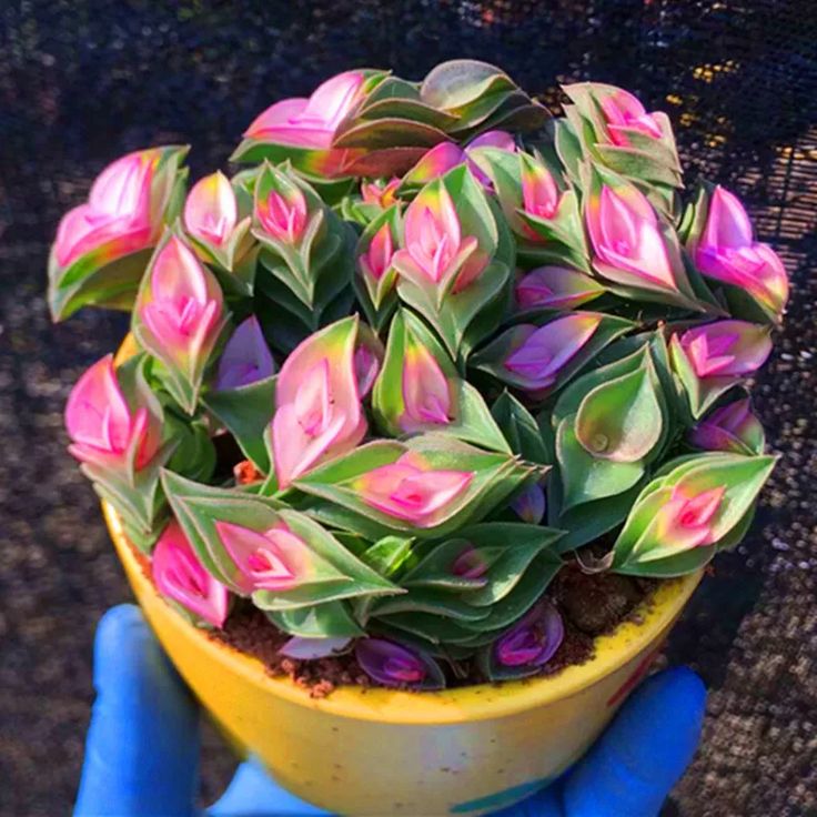 Tradescantia Navicularis Succulent Seeds Rare