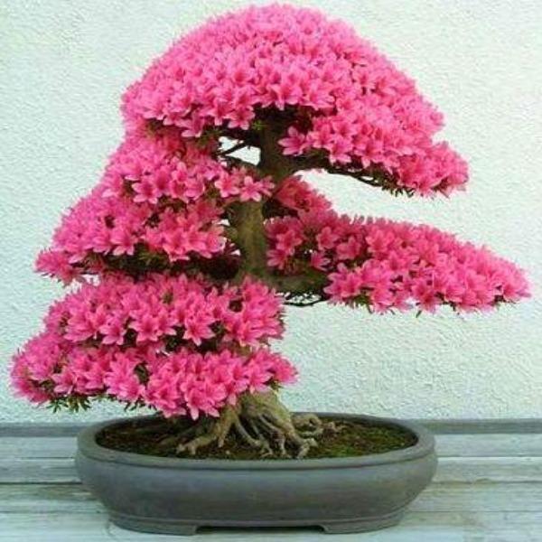20PCS Cherry Bonsai Bonsai Tree Japanese New Blossoms Sakura seeds Flower Seeds