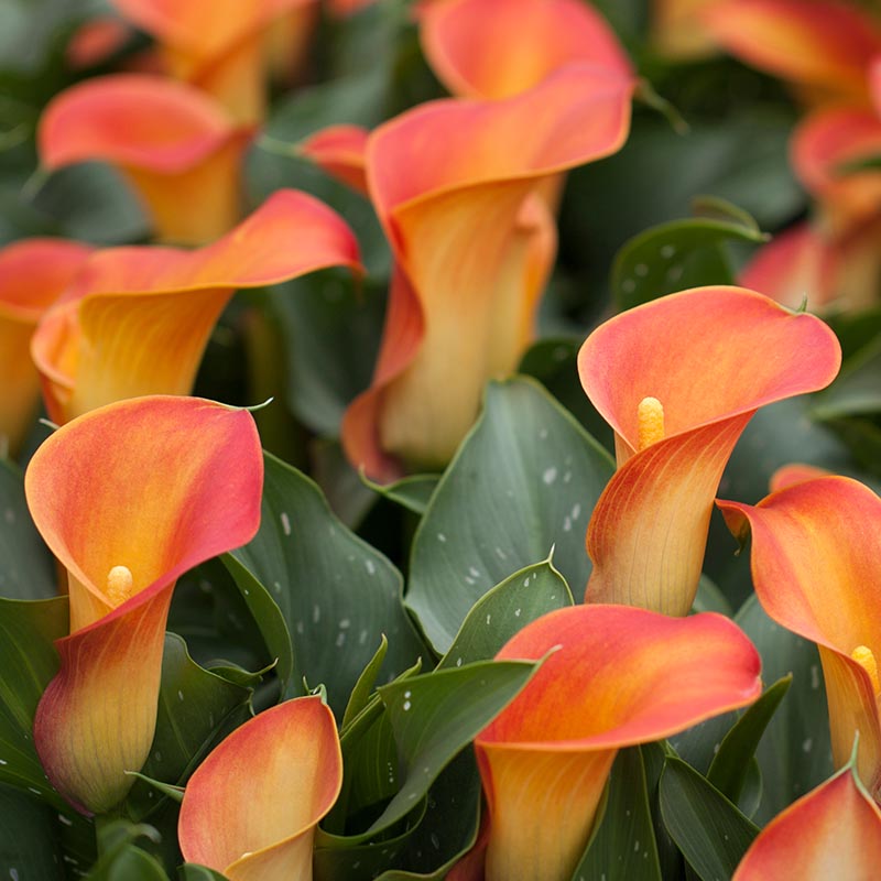 Egrow 50pcs Calla Lily Seeds