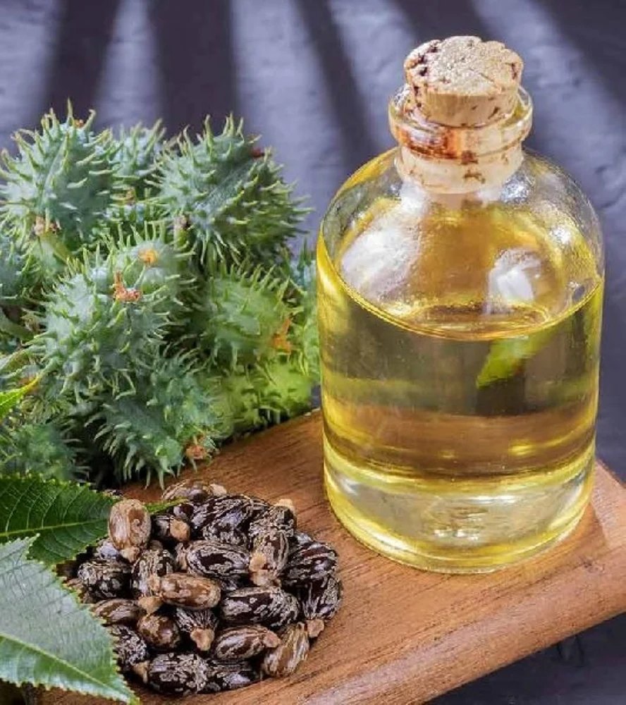 Organic Castor Plant Seeds (Ricinus Communis) 50/100 Seeds