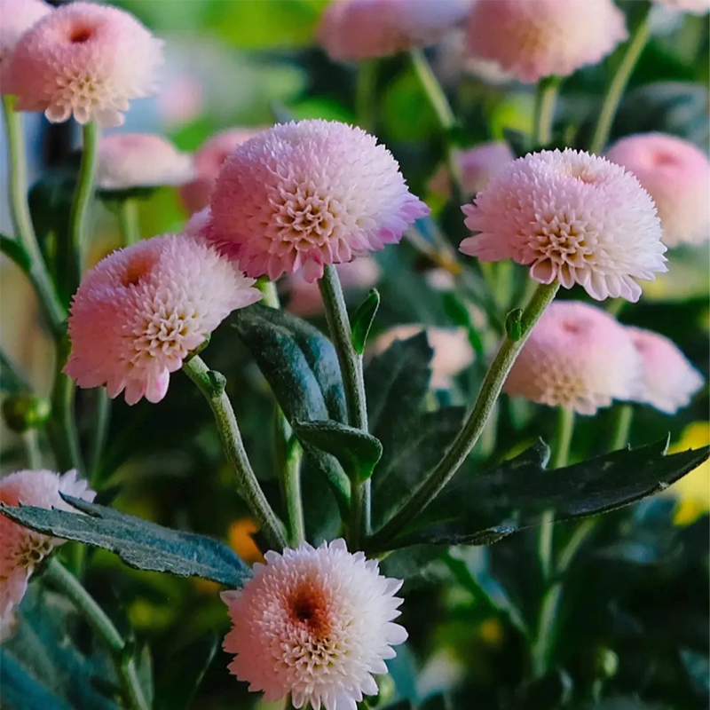  🌸Mini Mum Chrysanthemum Seeds，Mum Flower，Annual Seeds