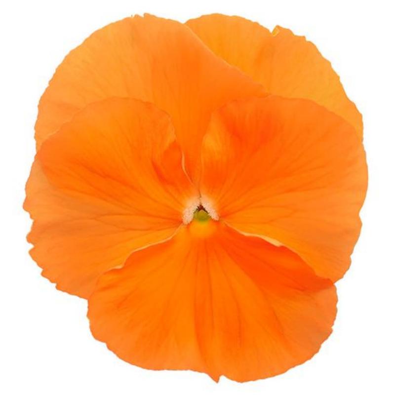 🧡Inspire® DeluXXe Orange Pansy Seeds