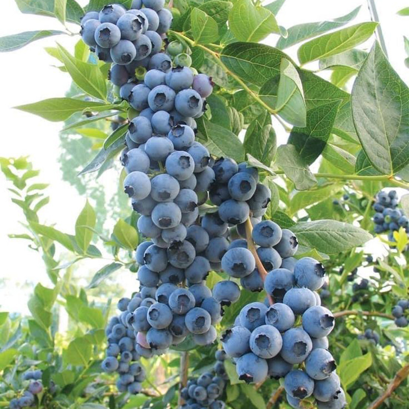 Sweet High Bush Blueberry Tree Seeds