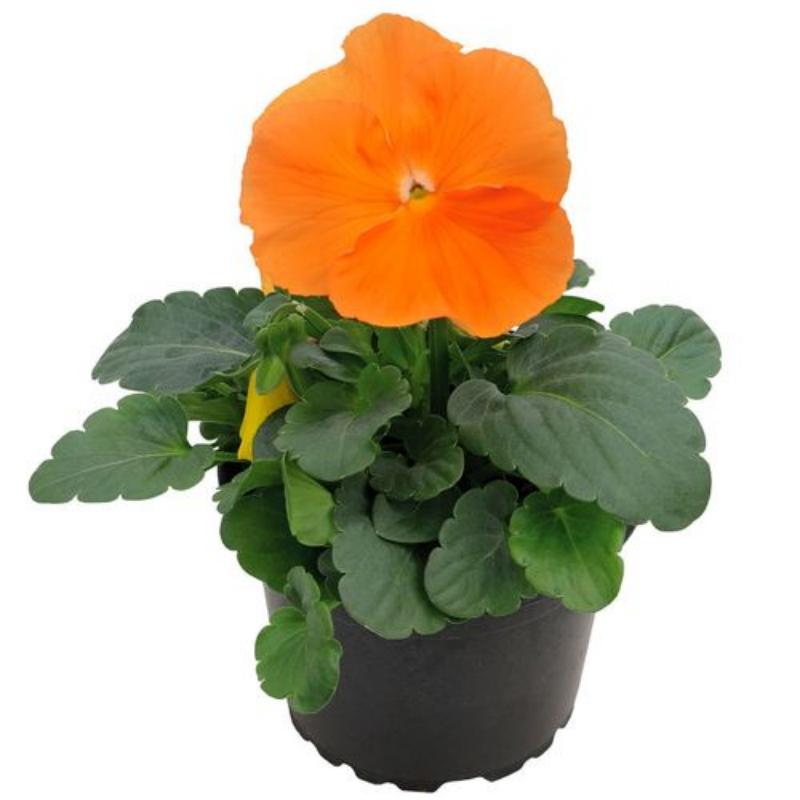 🧡Inspire® DeluXXe Orange Pansy Seeds