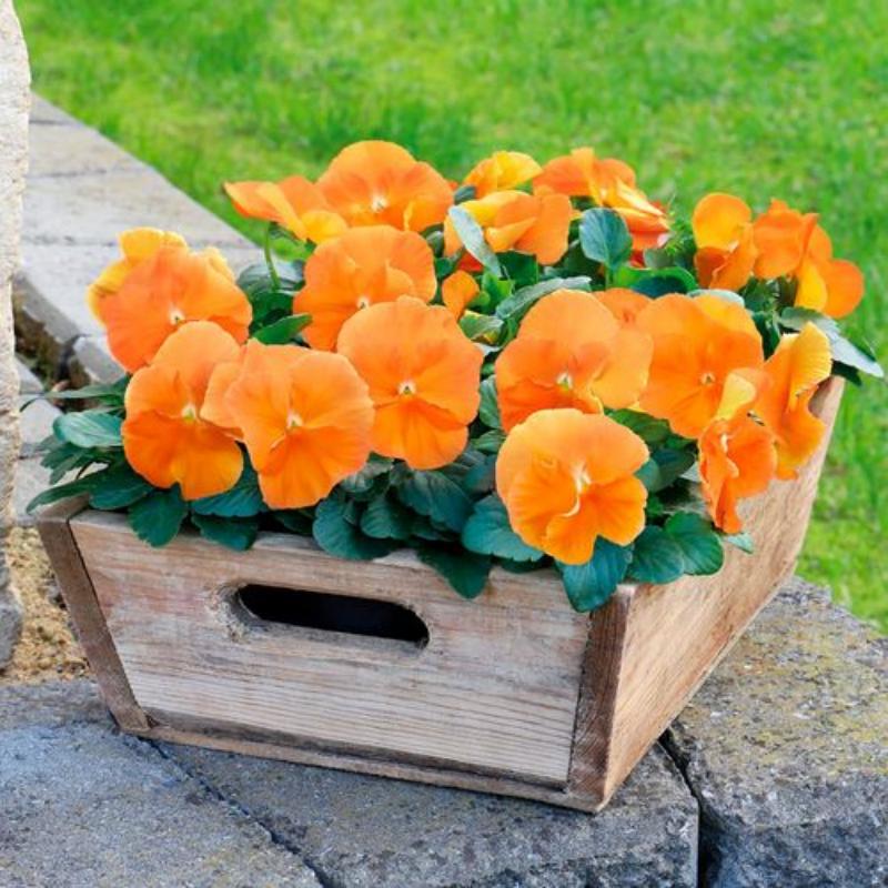 🧡Inspire® DeluXXe Orange Pansy Seeds