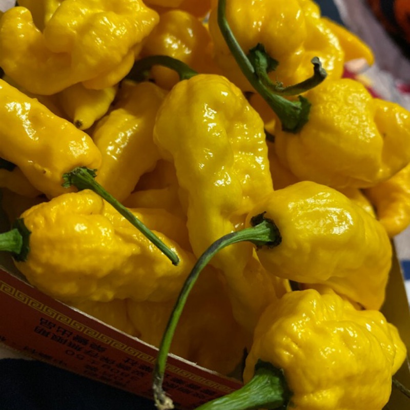 200pcs Spicy Red Hot Chili Pepper Seeds