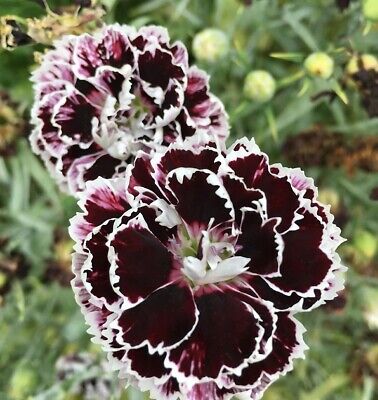 Carnation / Dianthus, Black & White, Velvet 'N Lace Flower Seeds, Perennial