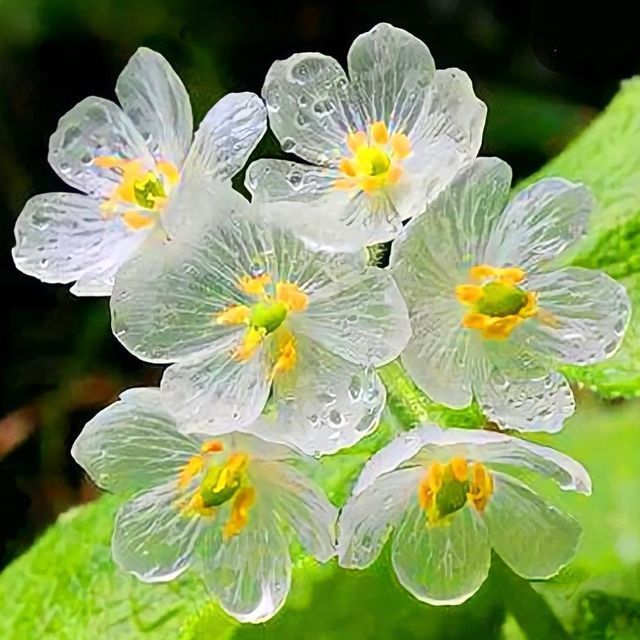 Skeleton Flower Seeds