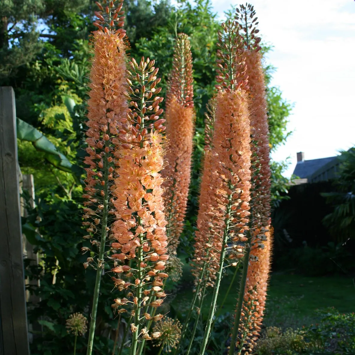 Foxtail Lily Colorful Mix ‘Erfo’ Seeds