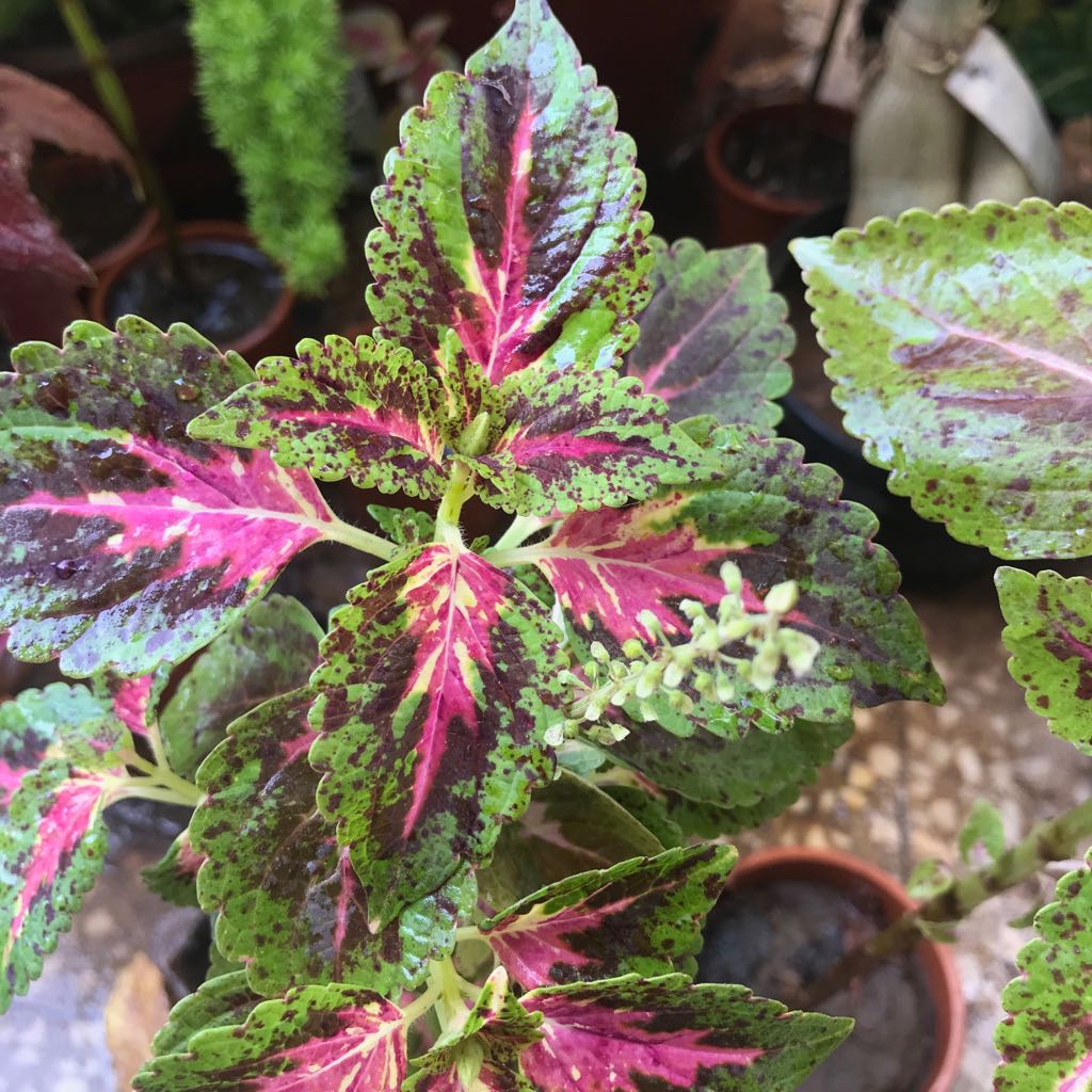 Coleus (Seeds) Superfine Rainbow Multicolor, Vibrant Ornamental Plant