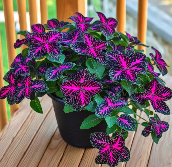Coleus Seeds Rare Color Pink Purple Green