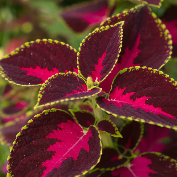 Coleus Chocolate Mint Seed