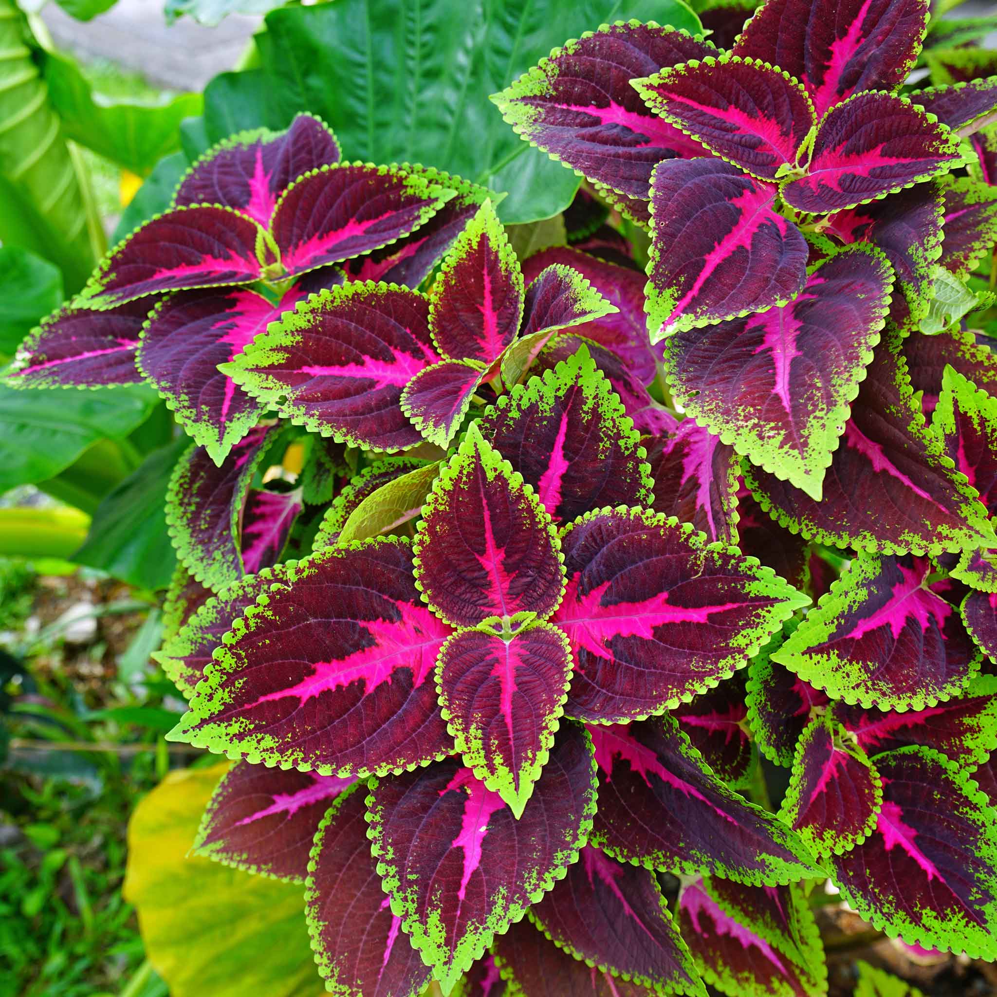 Coleus Chocolate Mint Seed