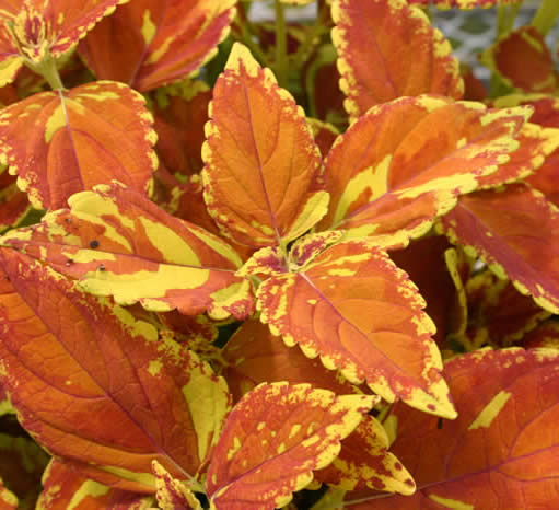 Coleus Seeds Golden Freckles