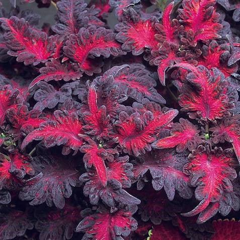 Black Dragon Coleus Seeds