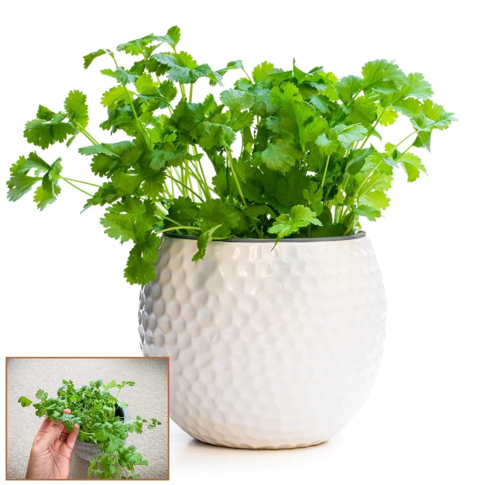 Coriander 🌱 Pot Selection seeds