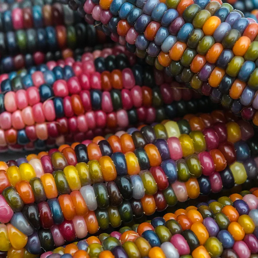 Glass Gem Corn Seeds Organic