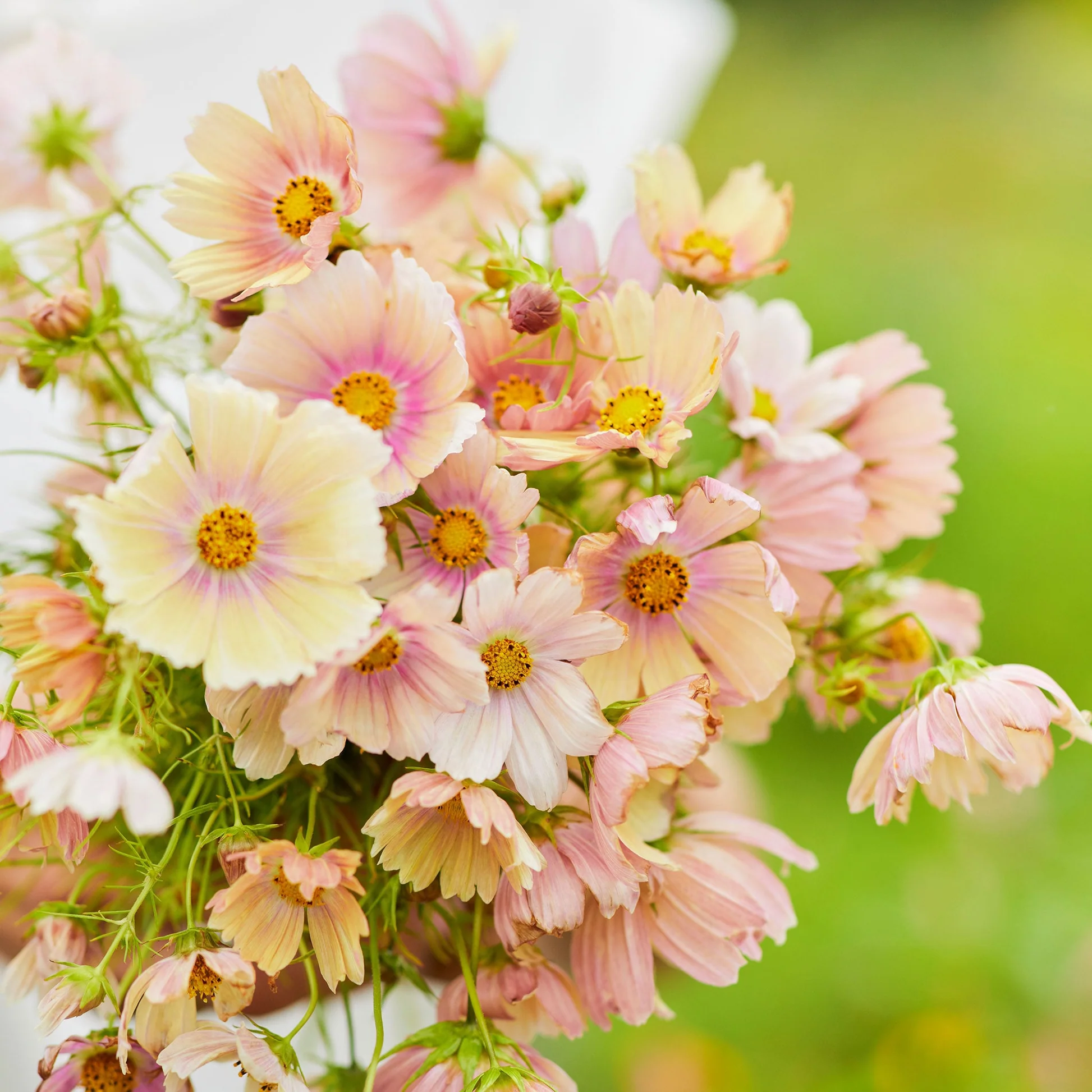 Apricot Lemonade Cosmos Seeds