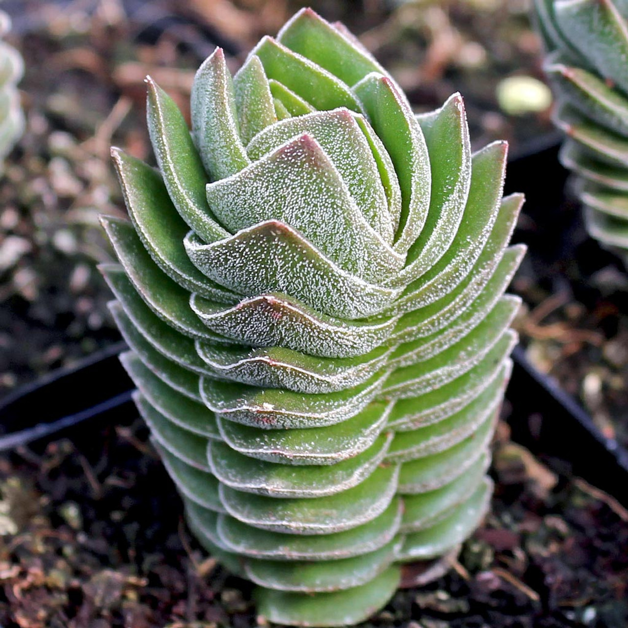 Upright Crassula - Crassula Columnaris - Rare Succulent Species
