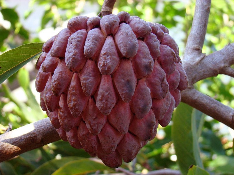 Red Sugar Apple Seeds
