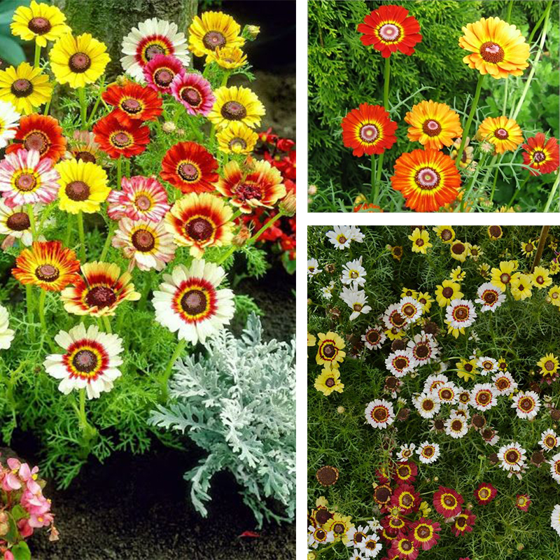 Chrysanthemum Carinatum Mixed Color - Flower Seeds