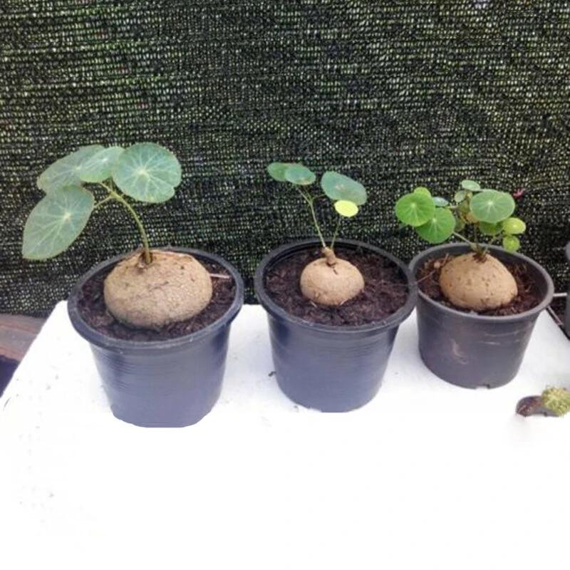 50 Pcs/Pack Stephania Erecta Seeds