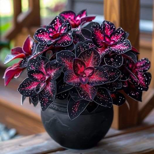 Moonbeam Begonia