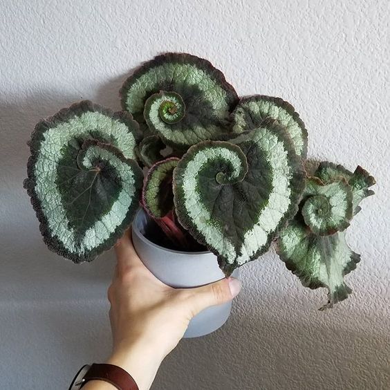 Green Coleus Begonia Flower Seeds