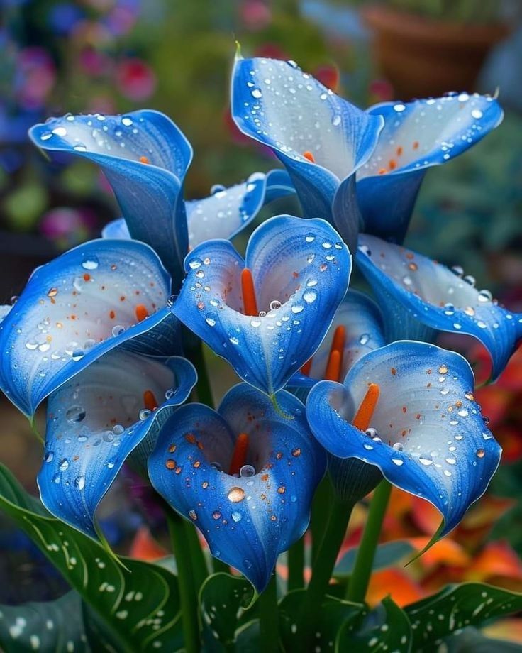 Calla Lily Bulbs Garden Balcony Potted Perennial Flower