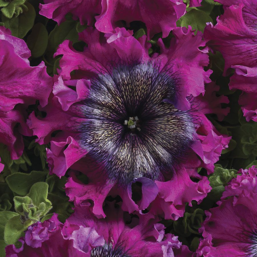 Petunia Super Bissima Cosmic Cherry Flower Seeds