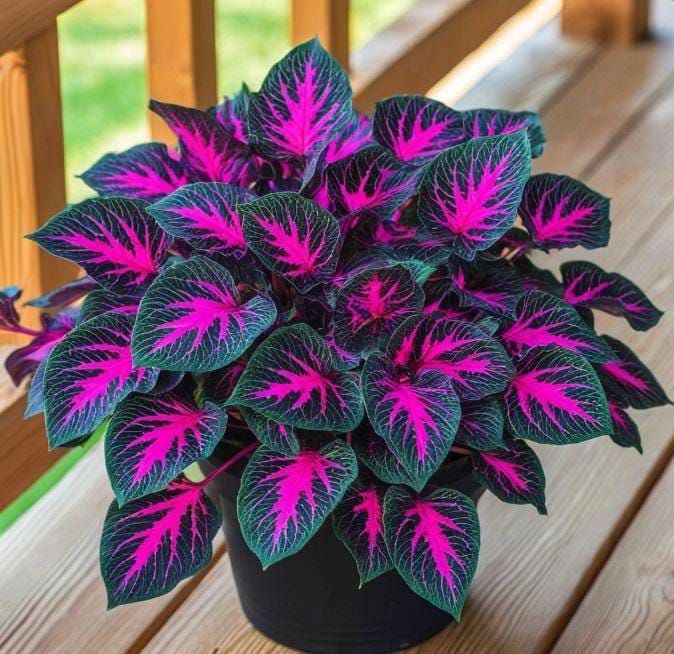 Coleus Seeds Rare Color Pink Purple Green