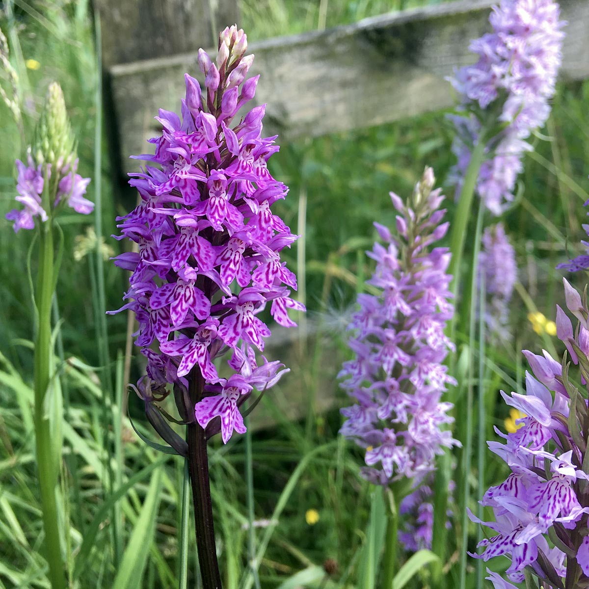 Orchid Dactylorhiza Maculata, Heath Spotted-Orchid Seeds
