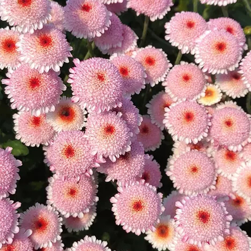  🌸Mini Mum Chrysanthemum Seeds，Mum Flower，Annual Seeds